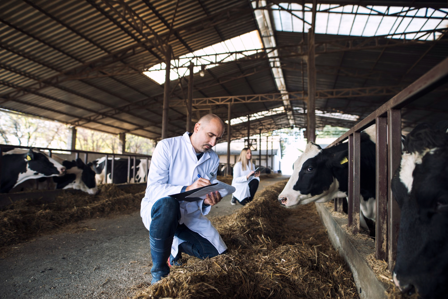 Protecting Your Farm’s Future: A Comprehensive Guide to Livestock Insurance