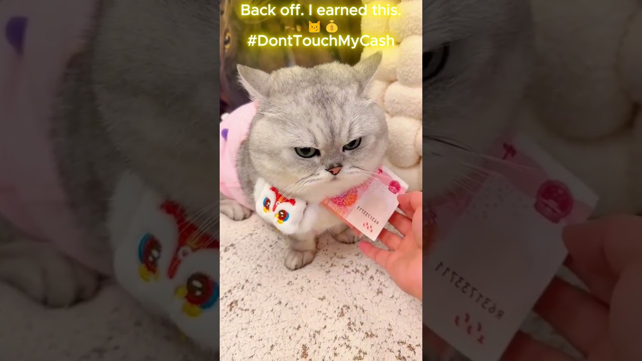 When Someone Tries to Take My Money… 😾💸 #cute #cat #shorts