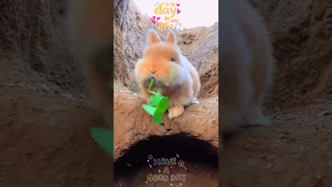 This Tiny Bunny Makes The Most ADORABLE Dandelion Wish! 🌼🐰💫