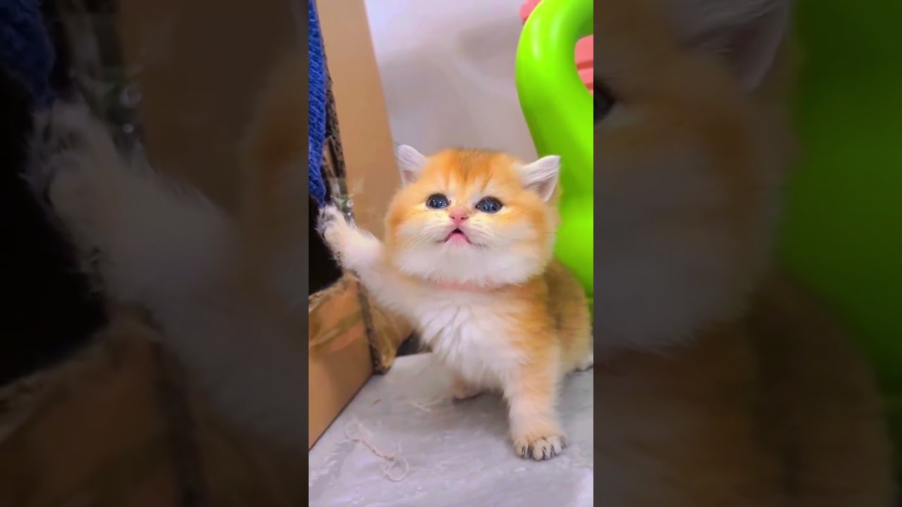 The Cutest Little Fluffball You’ll See Today! 😻✨
